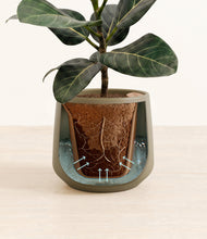 Load image into Gallery viewer, Olive stand:all
