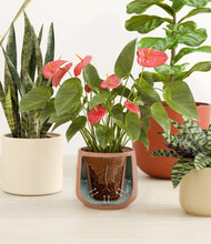 Load image into Gallery viewer, Evening Sky stand:all
