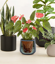 Load image into Gallery viewer, Mountain Top stand:all
