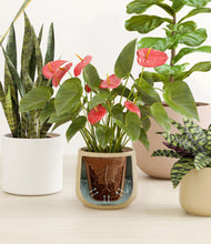 Load image into Gallery viewer, Misty Morning stand:all
