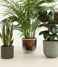 Load image into Gallery viewer, Woodland stand:all
