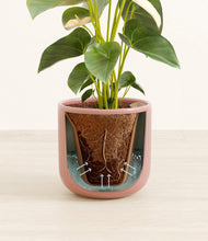 Load image into Gallery viewer, Striped Rose Pink stand:all
