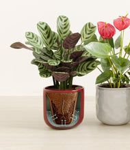 Load image into Gallery viewer, Cranberry Sage stand:all
