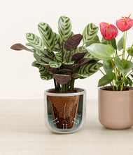 Load image into Gallery viewer, Winter Rose stand:all
