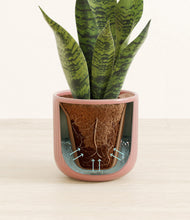 Load image into Gallery viewer, Striped Rose Pink stand:all
