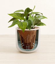 Load image into Gallery viewer, Snowdrift White stand:all
