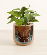 Load image into Gallery viewer, Striped Peach Pink stand:all
