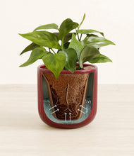 Load image into Gallery viewer, Striped Cherry Red stand:all
