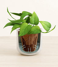 Load image into Gallery viewer, Hammered Ivory stand:all
