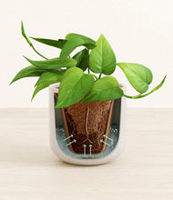 Load image into Gallery viewer, Snowdrift White stand:all
