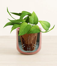 Load image into Gallery viewer, Hammered Rose Pink stand:all
