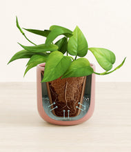 Load image into Gallery viewer, Striped Rose Pink stand:all
