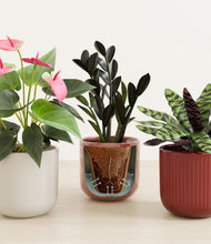 Load image into Gallery viewer, Coral Elegance stand:all
