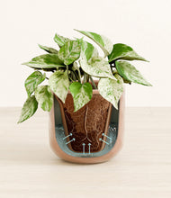 Load image into Gallery viewer, Hammered Peach Pink stand:all
