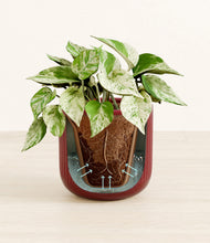 Load image into Gallery viewer, Striped Cherry Red stand:all
