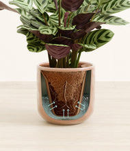 Load image into Gallery viewer, Hammered Peach Pink stand:all
