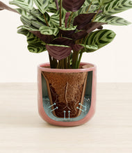 Load image into Gallery viewer, Hammered Rose Pink stand:all
