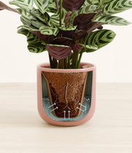 Load image into Gallery viewer, Striped Rose Pink stand:all
