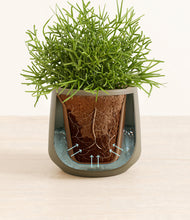 Load image into Gallery viewer, Olive stand:all
