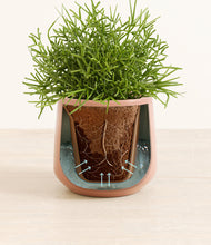 Load image into Gallery viewer, Calm Rose stand:all
