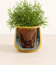 Load image into Gallery viewer, Mustard stand:all
