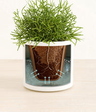 Load image into Gallery viewer, White stand:all
