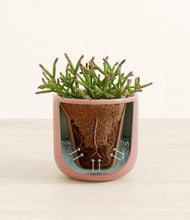 Load image into Gallery viewer, Striped Rose Pink stand:all
