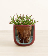 Load image into Gallery viewer, Striped Cherry Red stand:all
