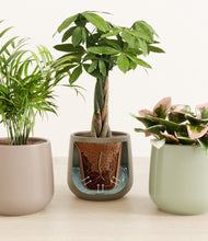 Load image into Gallery viewer, Earthy stand:all

