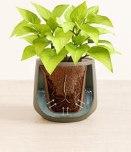 Load image into Gallery viewer, Olive stand:all
