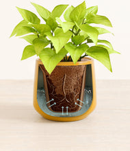 Load image into Gallery viewer, Mustard stand:all
