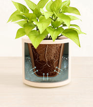 Load image into Gallery viewer, Cream stand:all
