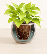 Load image into Gallery viewer, Desert Brown stand:all
