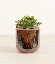 Load image into Gallery viewer, Hammered Rose Pink stand:all
