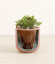 Load image into Gallery viewer, Striped Rose Pink stand:all
