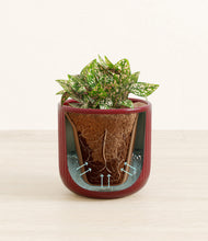 Load image into Gallery viewer, Striped Cherry Red stand:all
