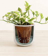 Load image into Gallery viewer, Hammered Ivory stand:all
