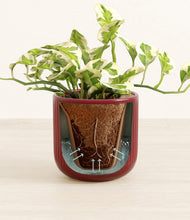 Load image into Gallery viewer, Striped Cherry Red stand:all
