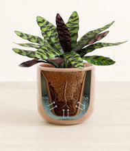 Load image into Gallery viewer, Hammered Peach Pink stand:all
