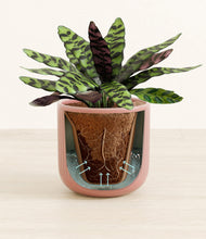 Load image into Gallery viewer, Striped Rose Pink stand:all
