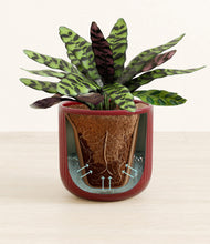 Load image into Gallery viewer, Striped Cherry Red stand:all
