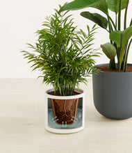 Load image into Gallery viewer, Aloe Vera stand:all
