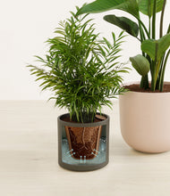 Load image into Gallery viewer, Olive Branch stand:all
