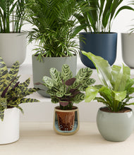 Load image into Gallery viewer, Earthy stand:all
