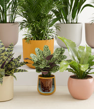 Load image into Gallery viewer, Evening Sky stand:all
