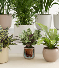 Load image into Gallery viewer, Sandy stand:all
