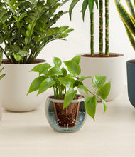 Load image into Gallery viewer, Soft Stone stand:all
