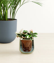 Load image into Gallery viewer, Earthy stand:all
