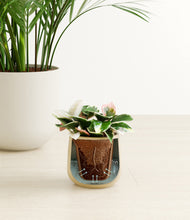 Load image into Gallery viewer, Sandy stand:all
