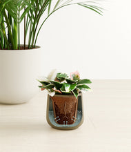Load image into Gallery viewer, Woodland stand:all
